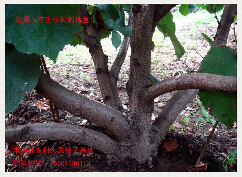 效益分析 - 大榛子树_大榛子_榛子苗_高钙果苗_本溪市
