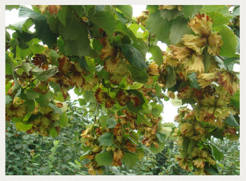 效益分析 - 大榛子树_大榛子_榛子苗_高钙果苗_本溪市平欧大榛子研究