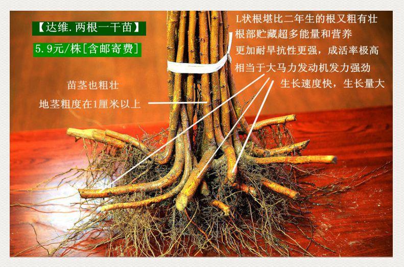 苗—下图:这是以伤害母树为代价而繁育出的 根系比两年生的根还要粗